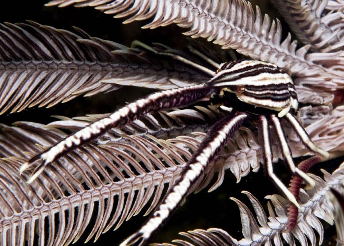 12_Crinoid_Squat Lobster.jpg